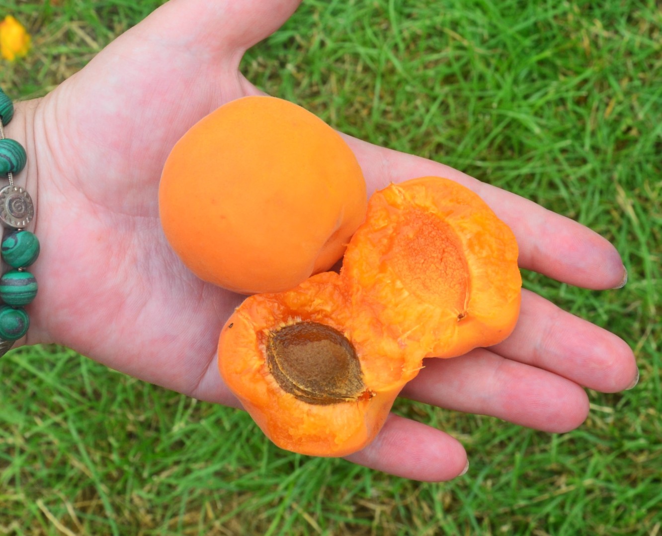 Пізні сорти абрикос