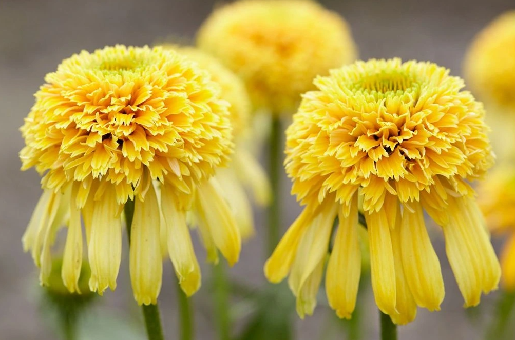 Багаторічники