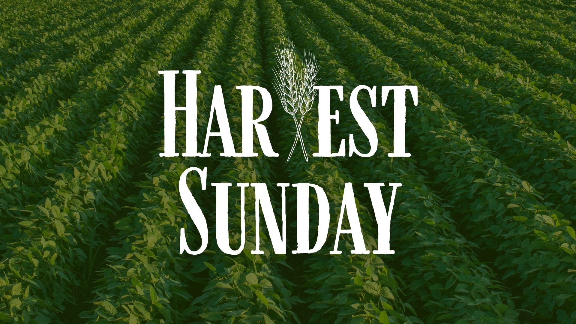 Cultivate Forward - Harvest Sunday '22