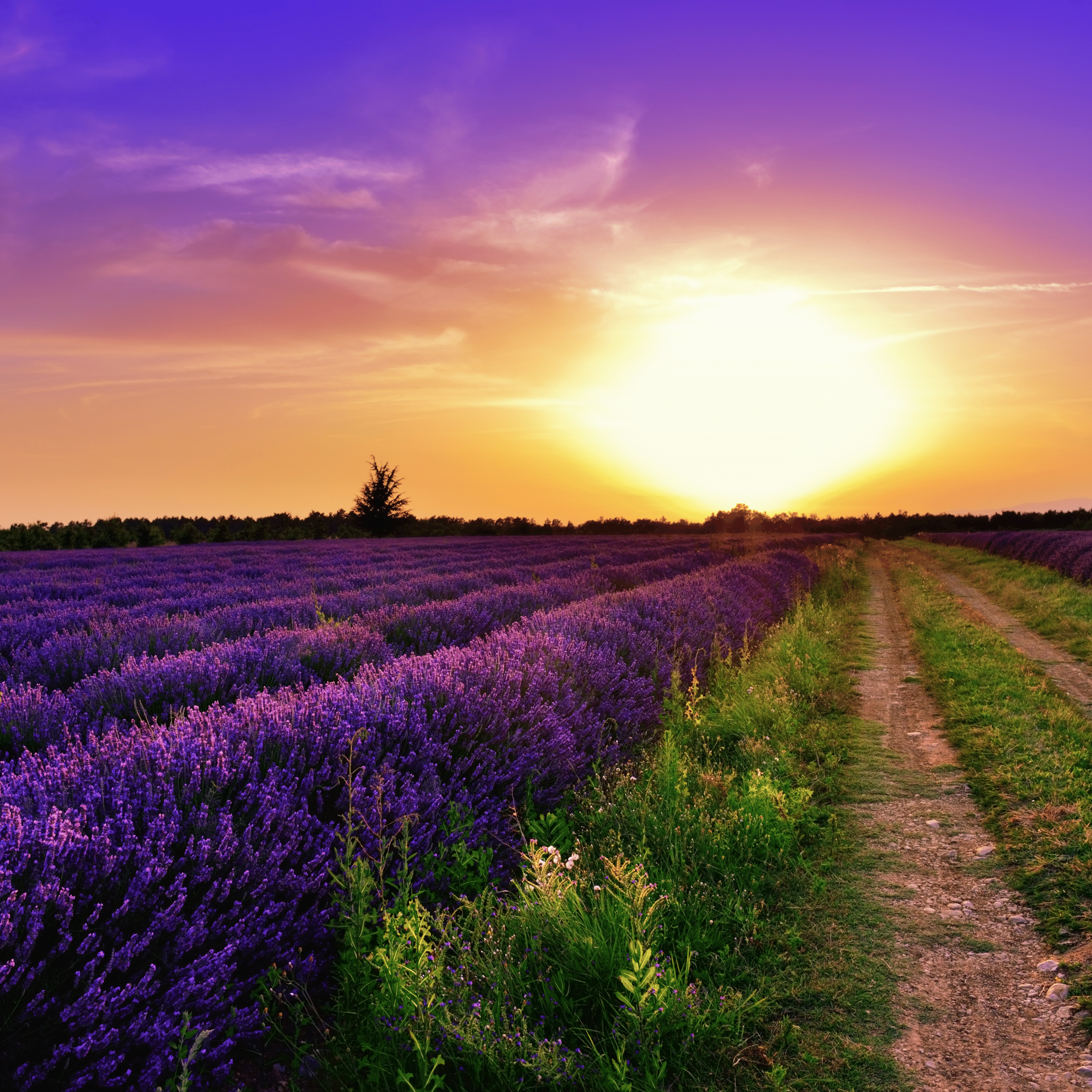 Sleepscapes | Sleep Meditations and Stories