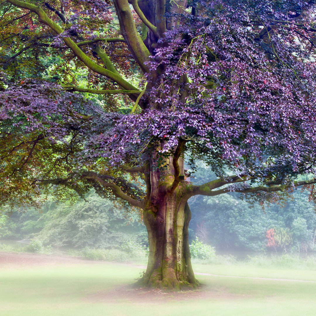 Planting a Seed and Living With Expectancy