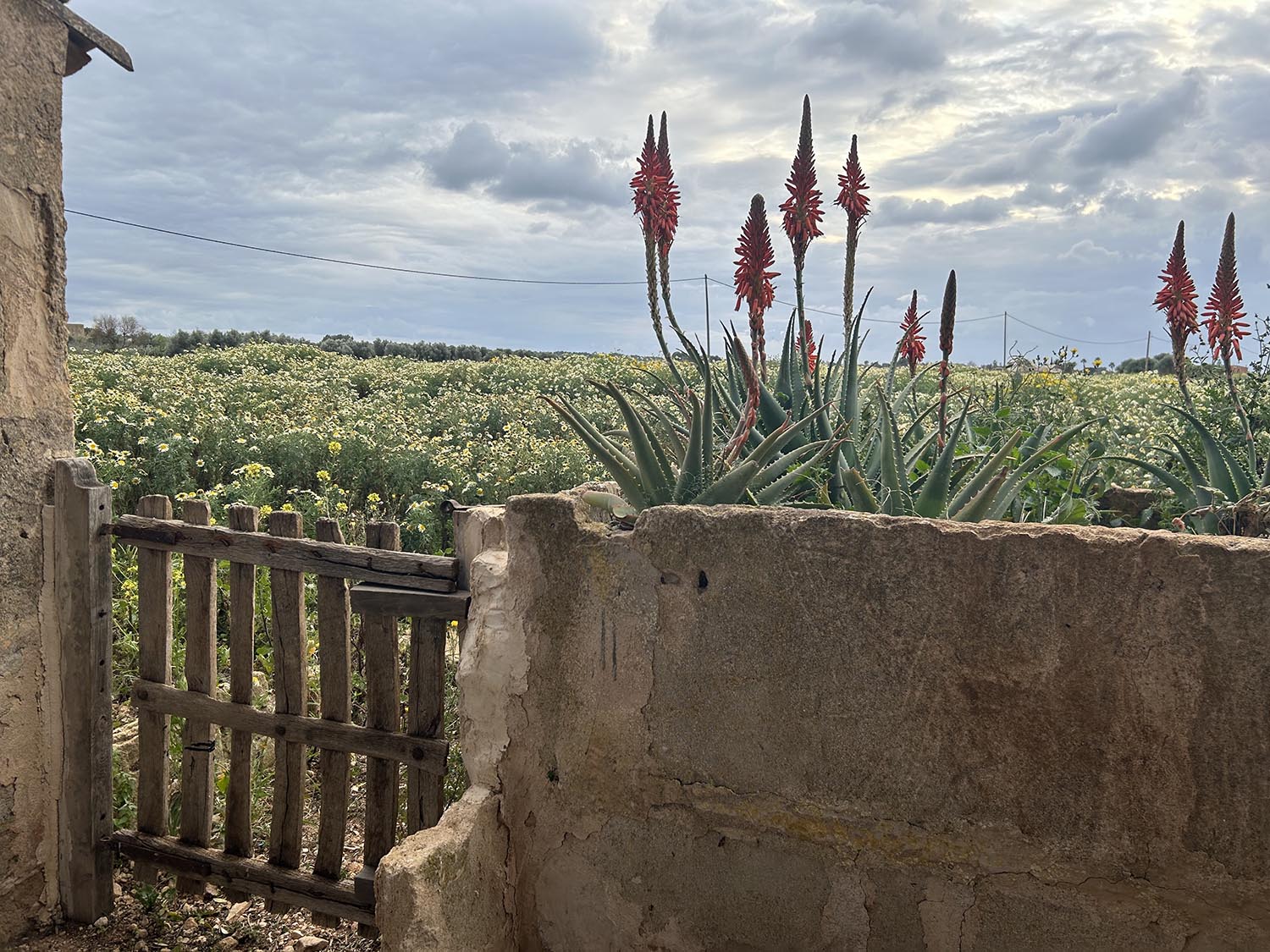 Closcadelletra (CDLXXI): Esperant l’imprevist