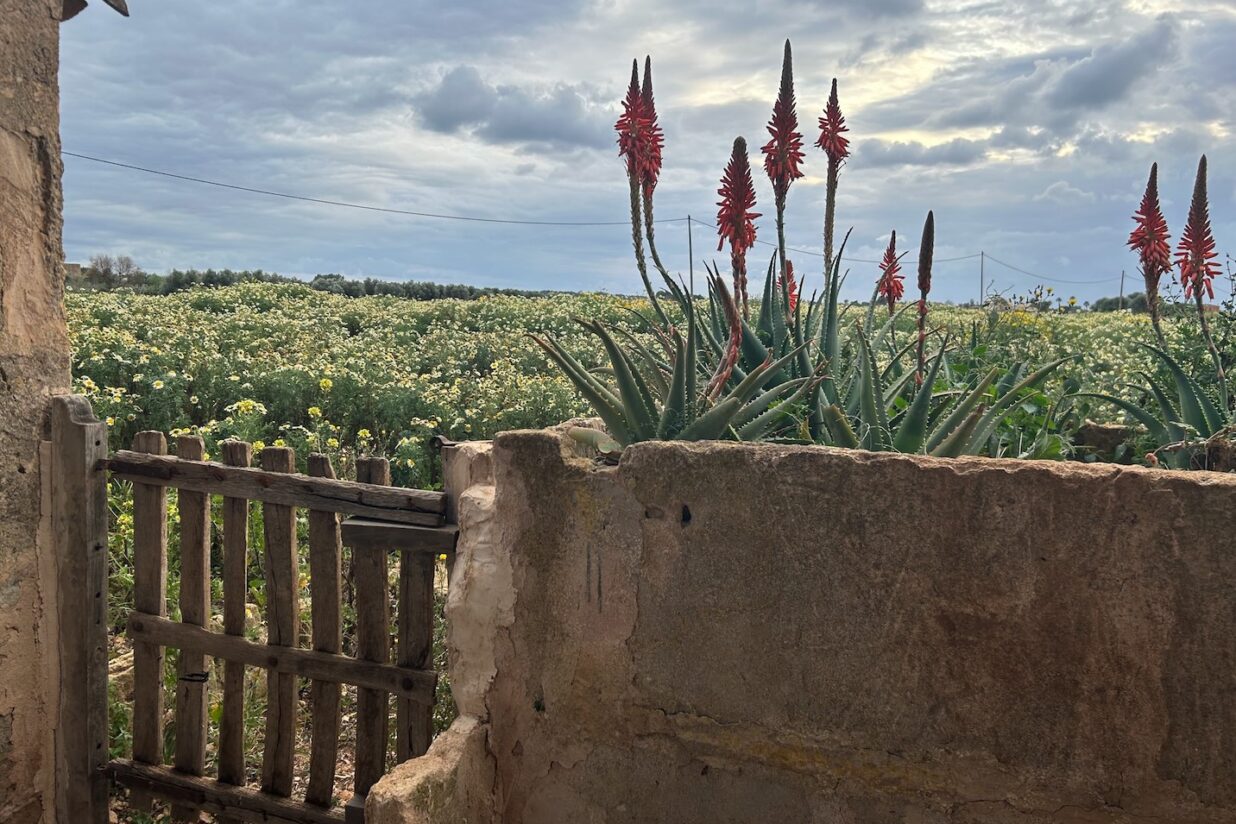 Closcadelletra (CDLXXXI): Remolins de cucaveles