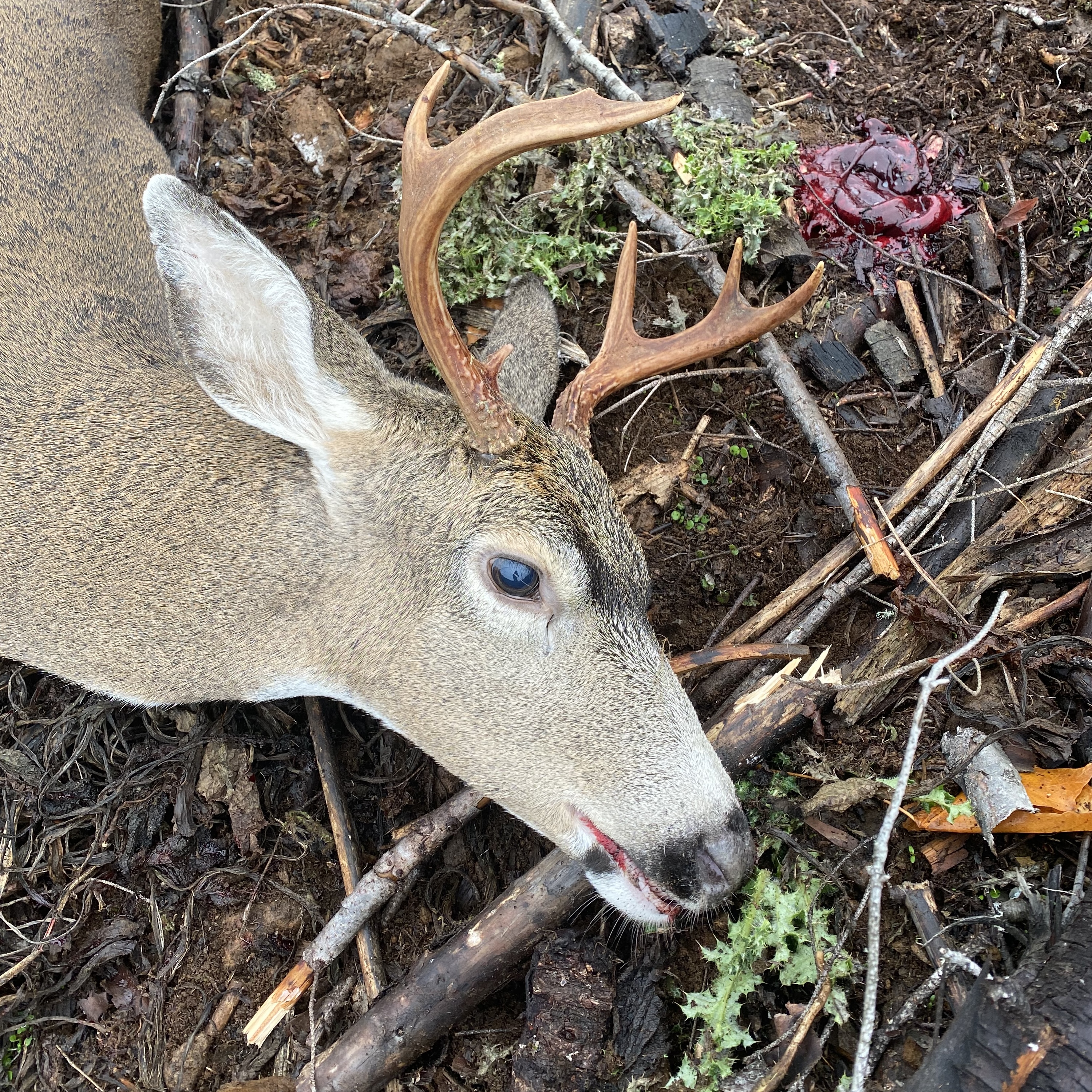 Calling Blacktail with Doe Calls // Bonus Episode