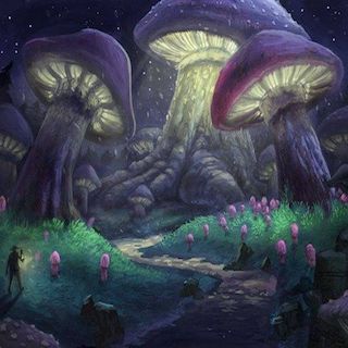 Magic Mushroom Q &#038; A • Episode 22 • Free •