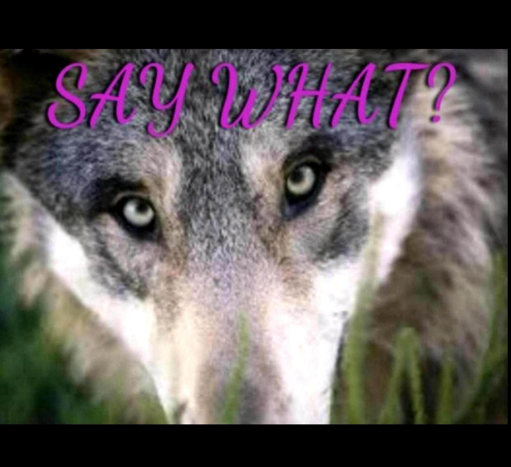 SAY WHAT 5/3/25 - Synchronicity, Scams, and Matthew Ward