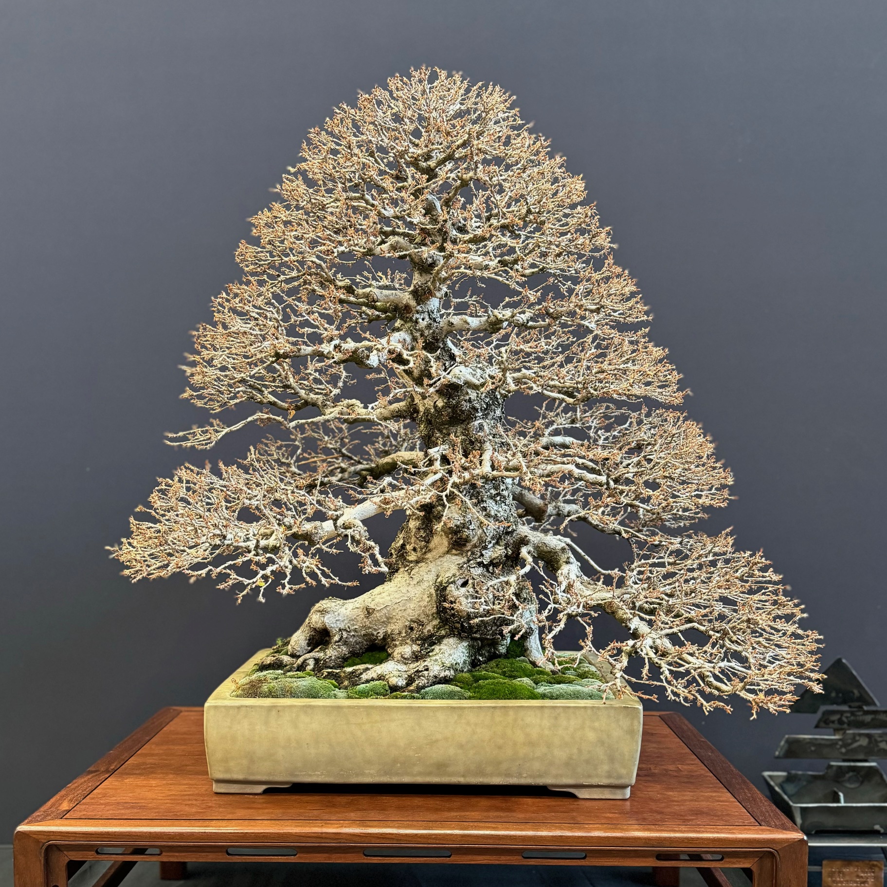 Episode #20 Pacific Bonsai Expo Interviews Part 1- Jeff Stern, Sam Tan, Mike-o Macasio, John Kim