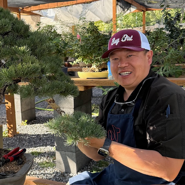 #27 Peter Tea - Juniper Bonsai