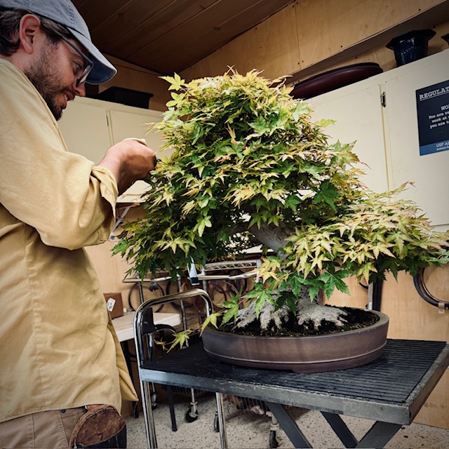 #28 Travis Hendrix - California Bonsai Apprentice