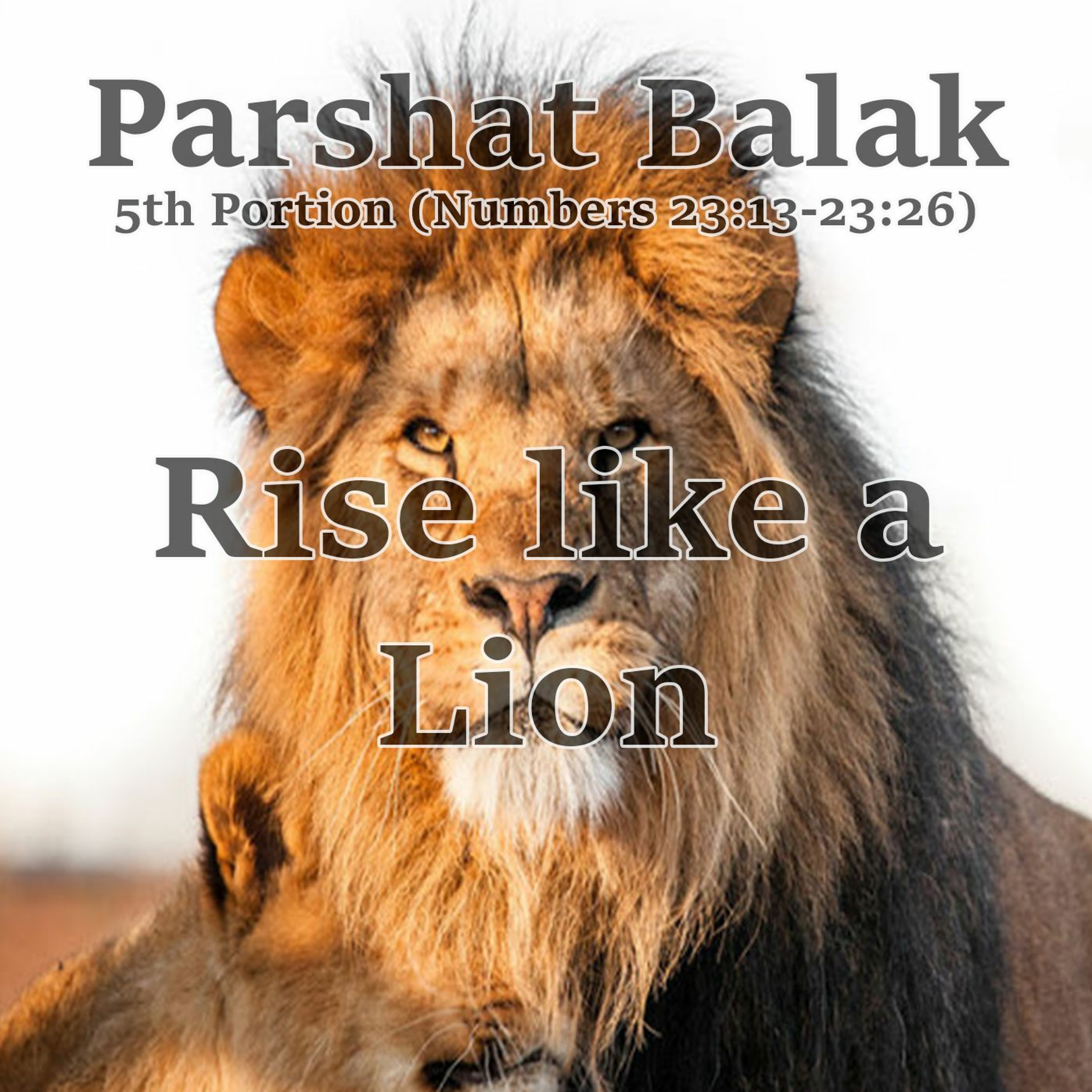 Rise like a Lion
