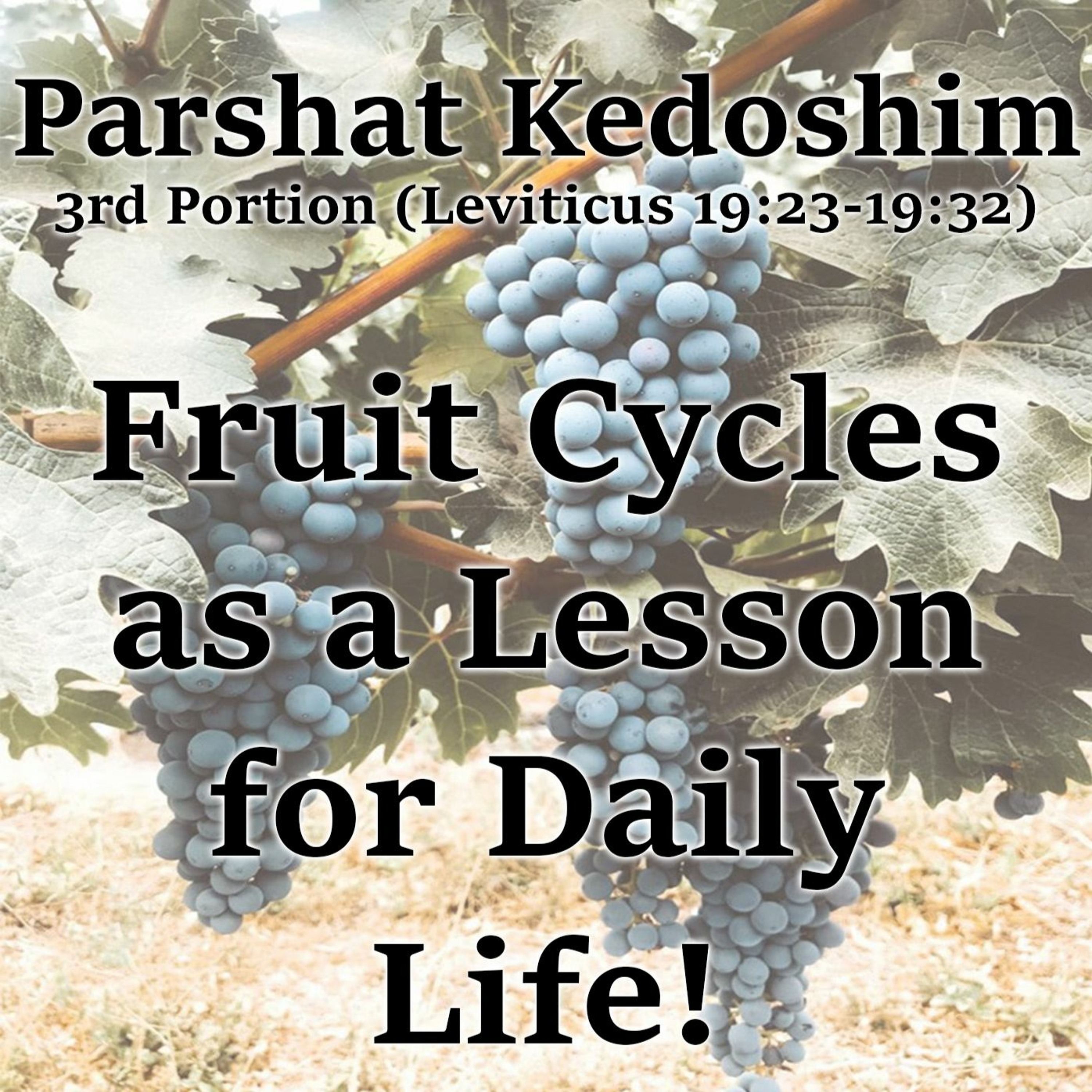Fruit Cycles as a Lesson for Daily Life!