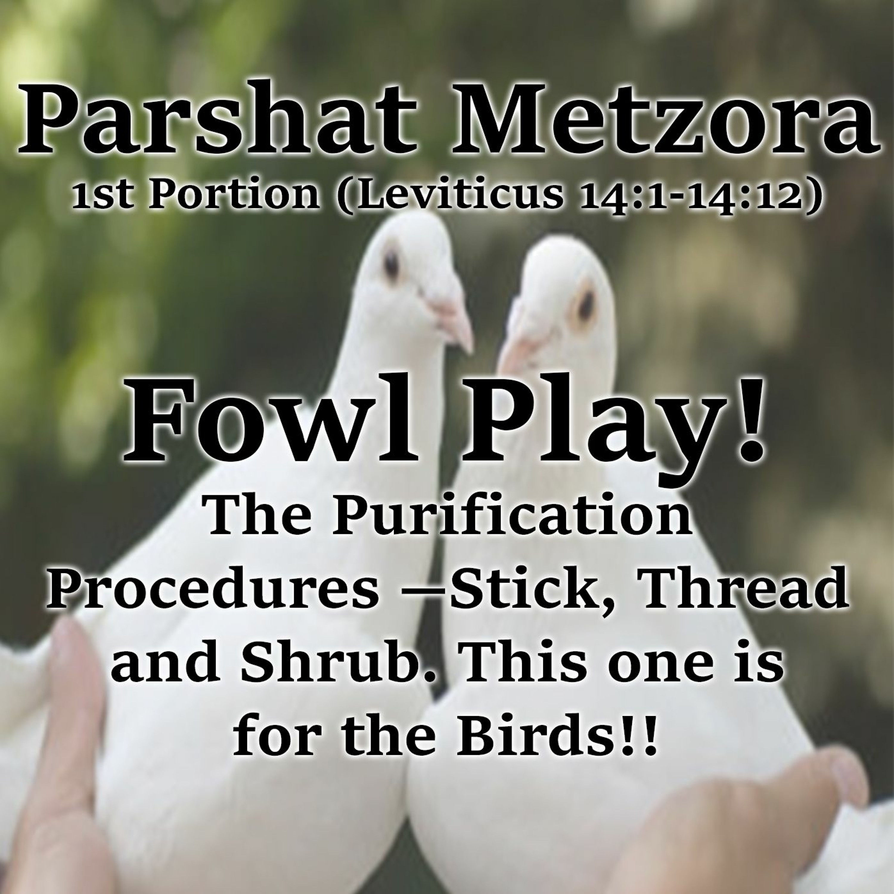 Fowl Play!