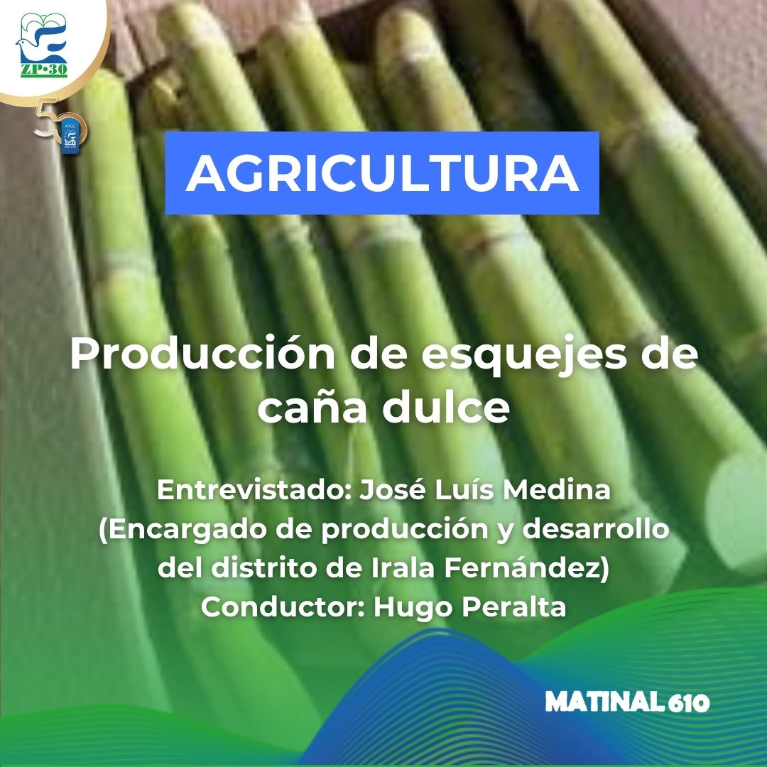 
                    Producción de esquejes de caña dulce
                