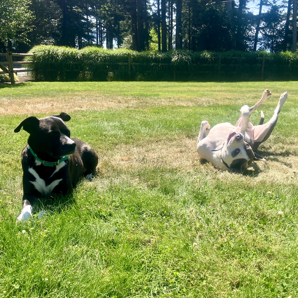 Shmoopie X 2