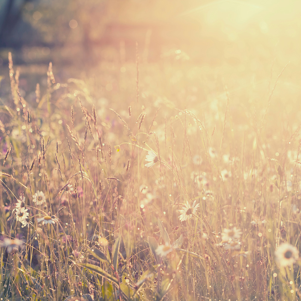 Interview With Bruce Lipton - What The Lack Of Peace Can Do To a Person