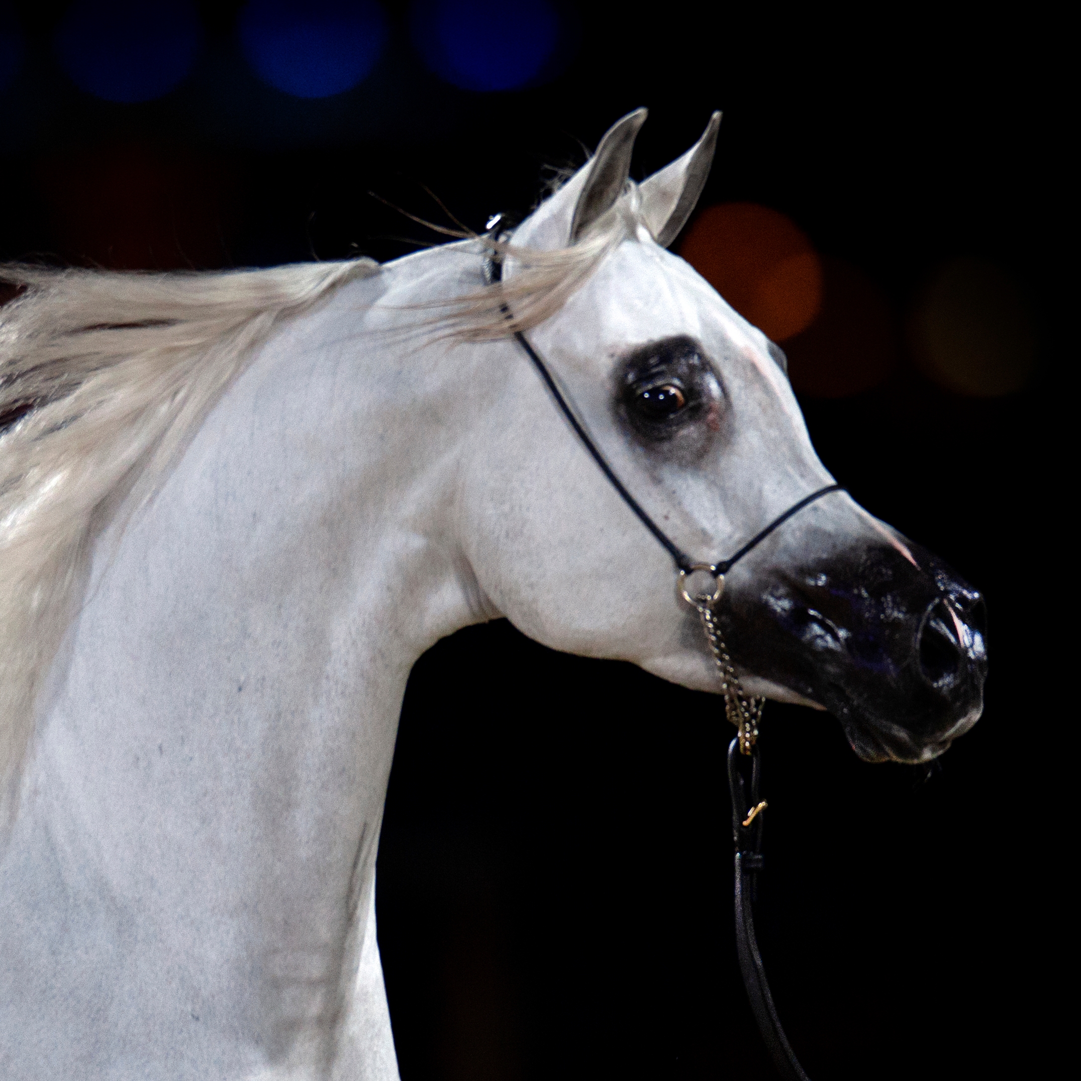 Arabian Horses and Commerial Success