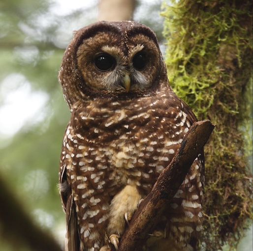 Saving the Spotted Owl: Humboldt Environmentalists Intervene in Big Timber Lawsuit