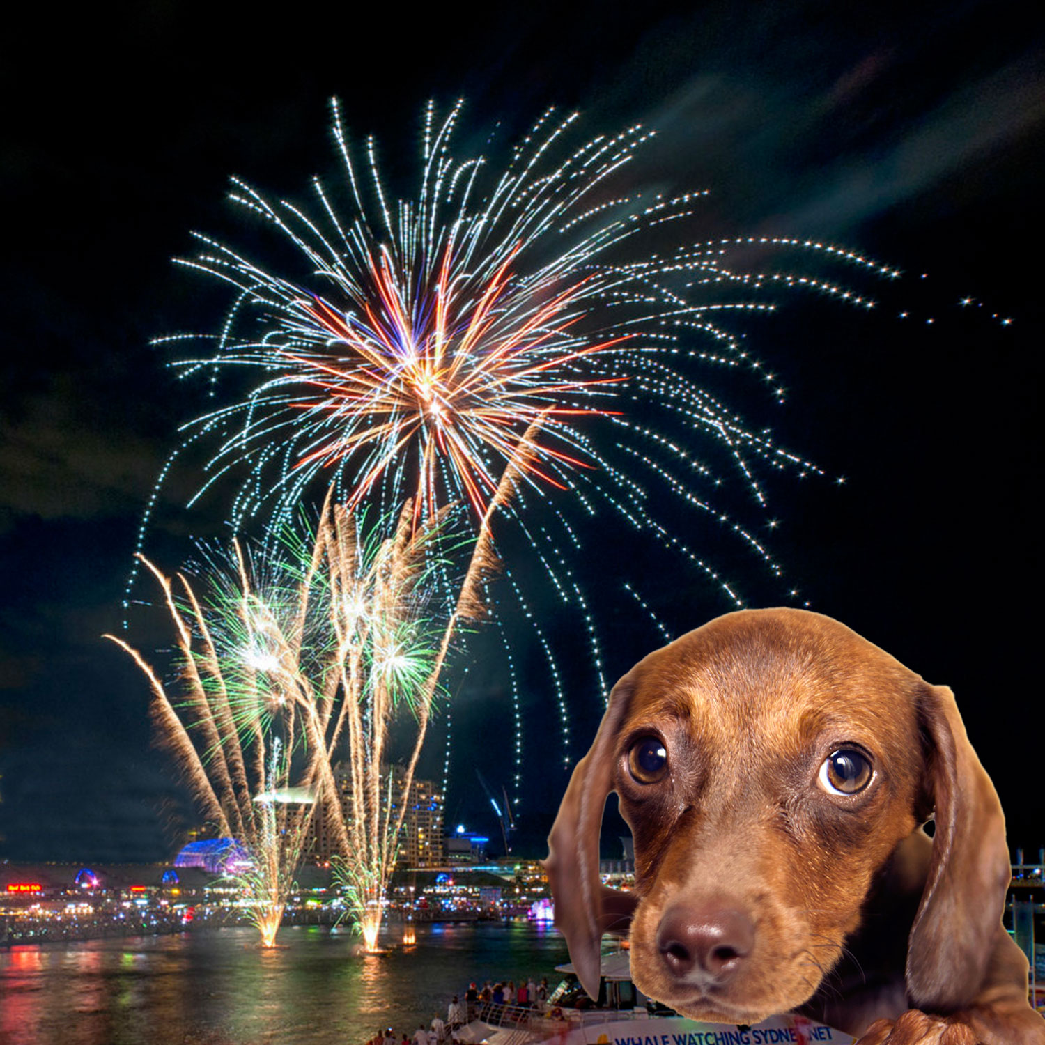 Protecting Your Pets From Fireworks