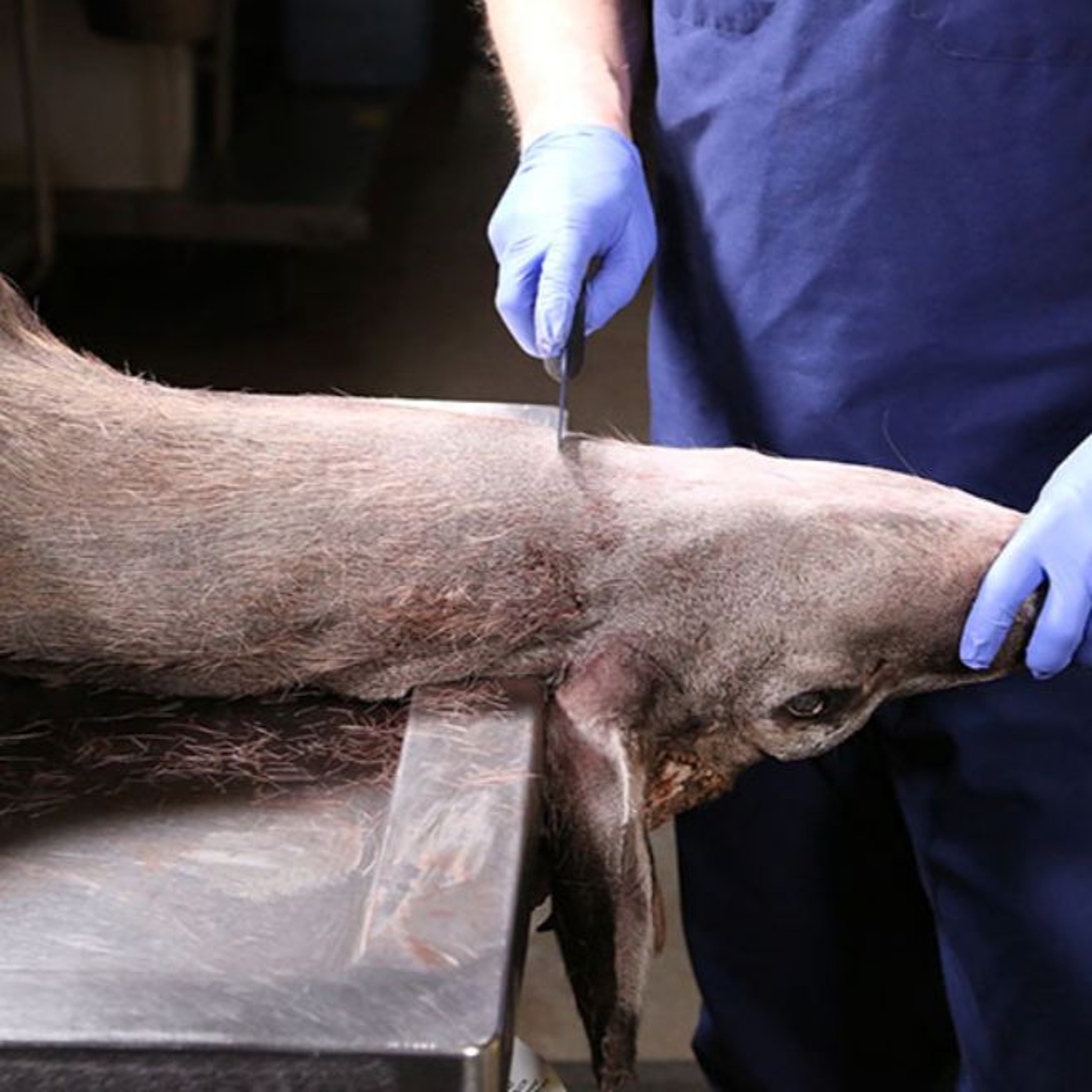 Mandatory and Voluntary Testing for Deer as Fatal Disease Detected in California for the First Time