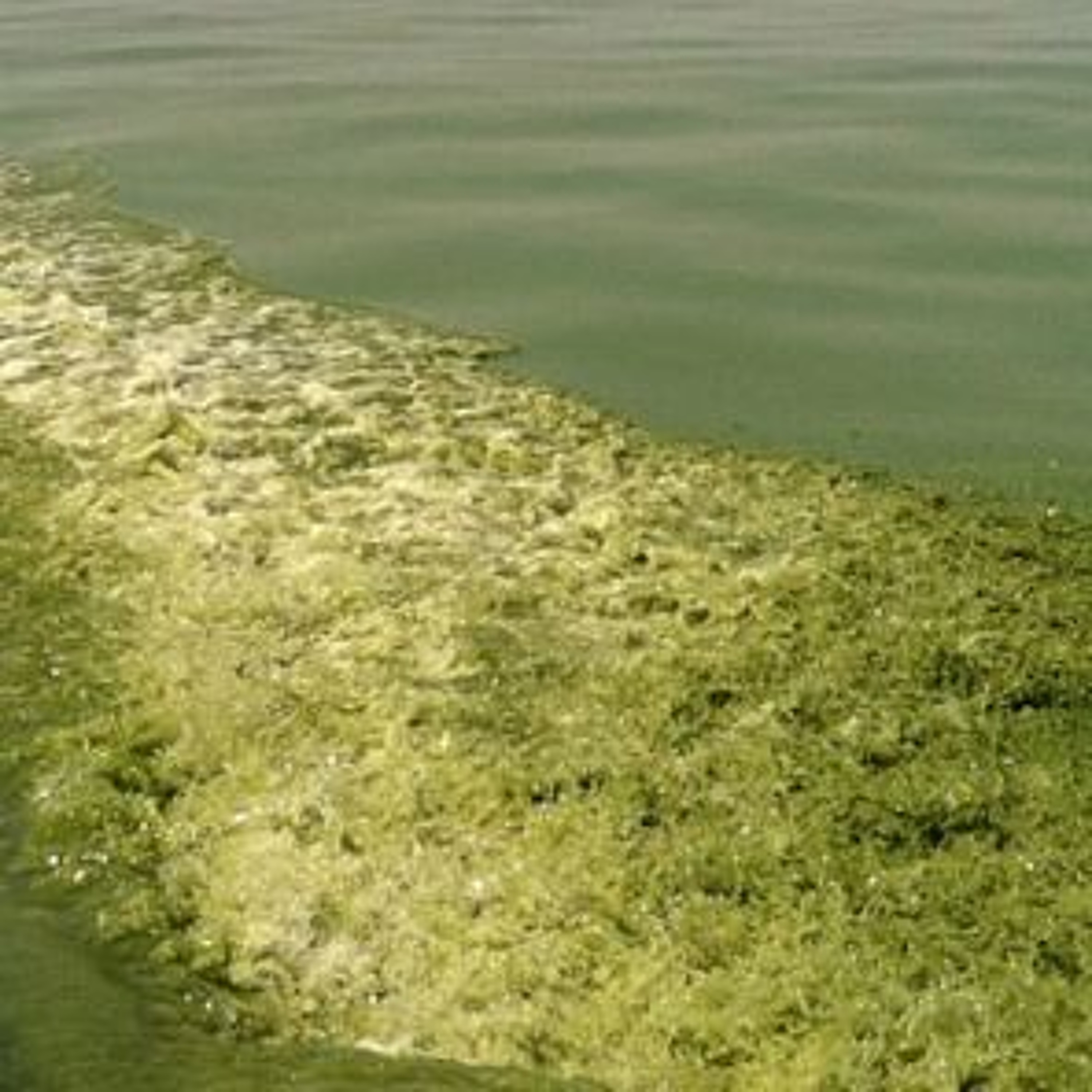 Residents Urged to Avoid Harmful Algal Blooms Amid Summer Risks