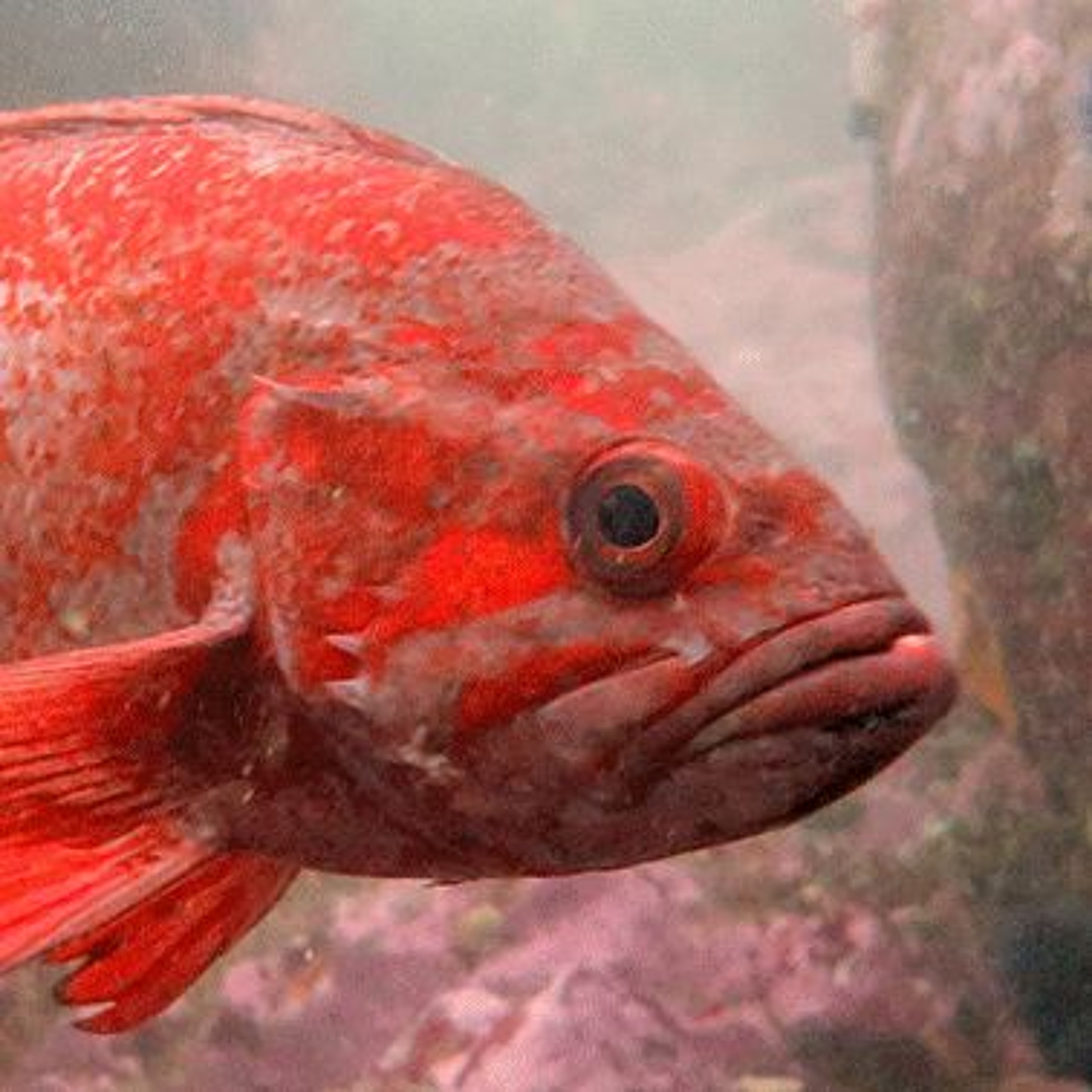 Pacific Seafood Closes its Groundfish Processing Center