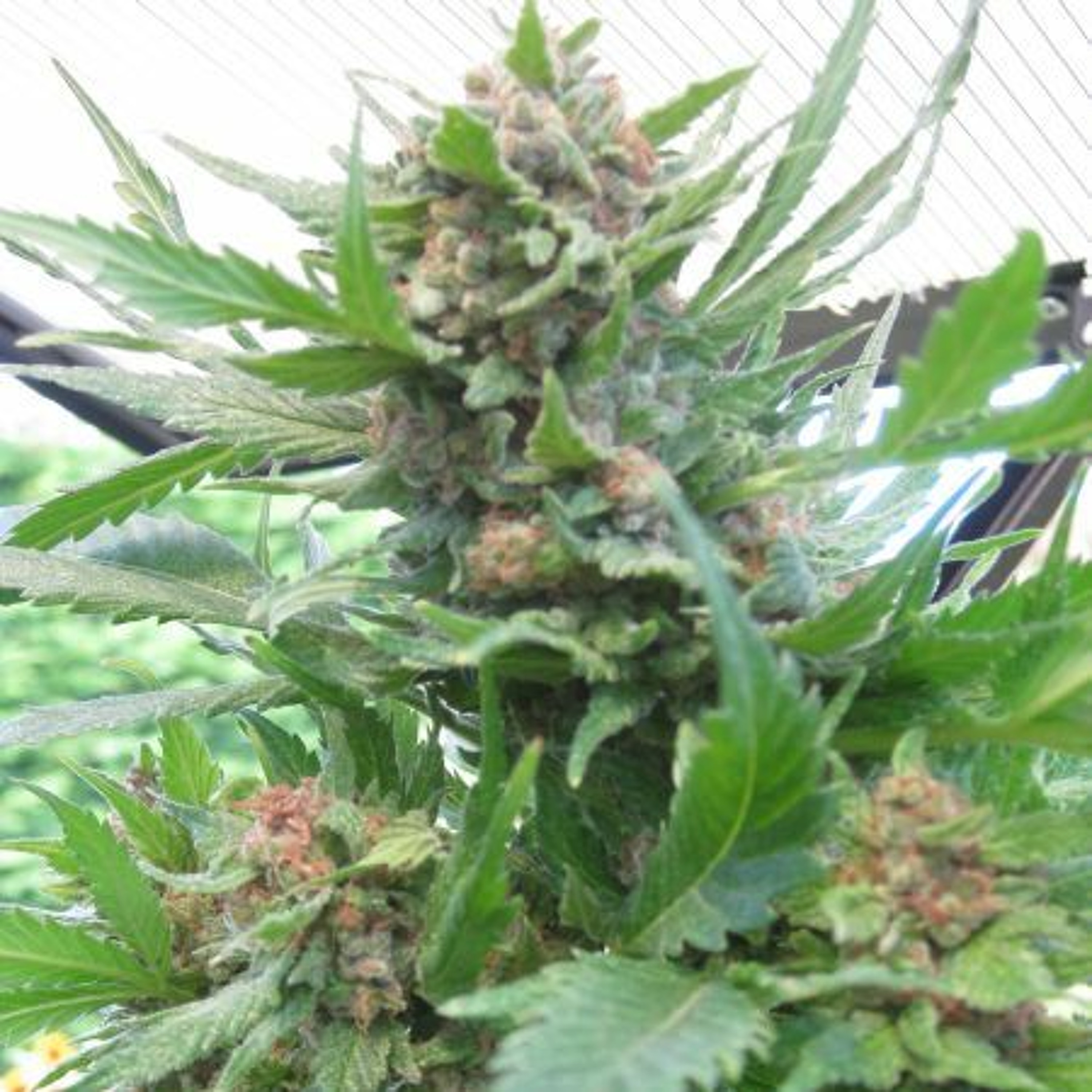 ‘Fallow’ Cannabis Farm Comes Back To Life
