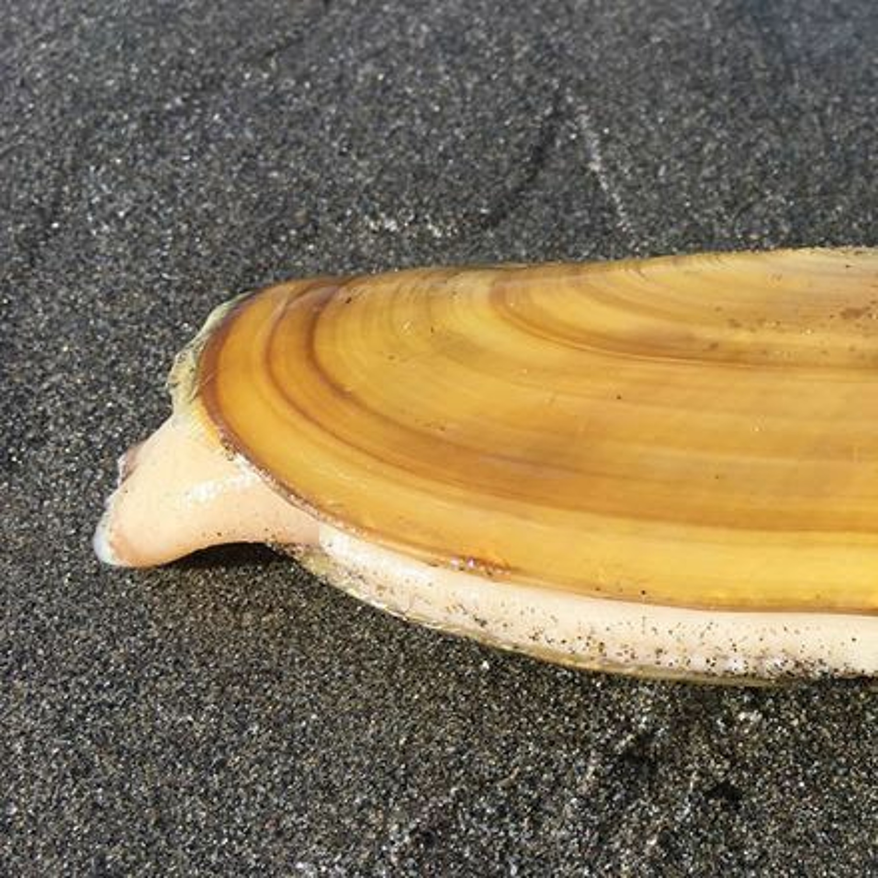 Razor Clam Fishery Closed Due to Dangerous Levels of Domoic Acid