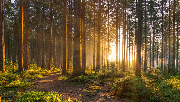Roadless Rule Rescission and What it Means for Public Lands