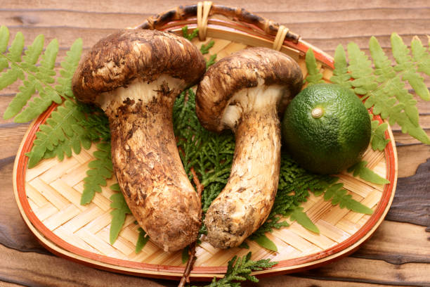 Fall Matsutake Mushroom Harvest Open for Shasta-Trinity National Forest