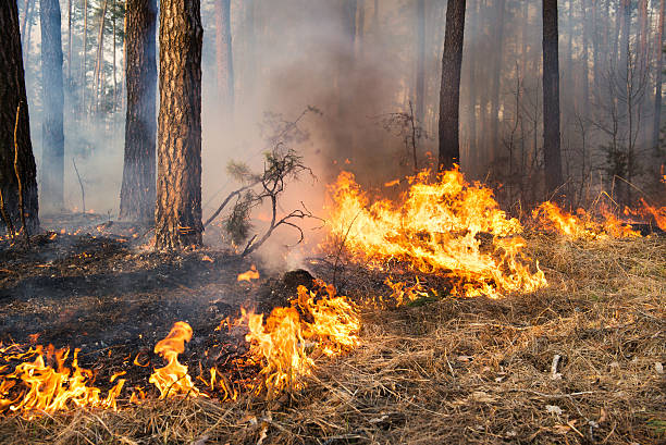Fall Prescribed Burns Planned for Bald Hills