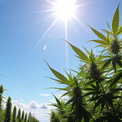 Several Acres of Cannabis Approved on Eastern Humboldt Parcel