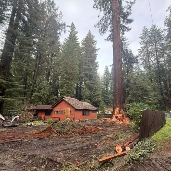 Humboldt Supervisors Field Comment on Redway Old Growth Cutting