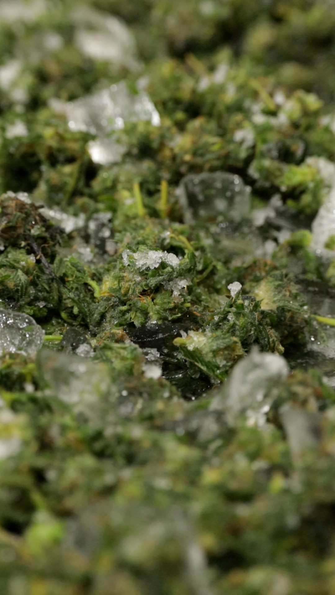 Interview With Nabeel Al-Aziz of Nasha Hash on Schedule III