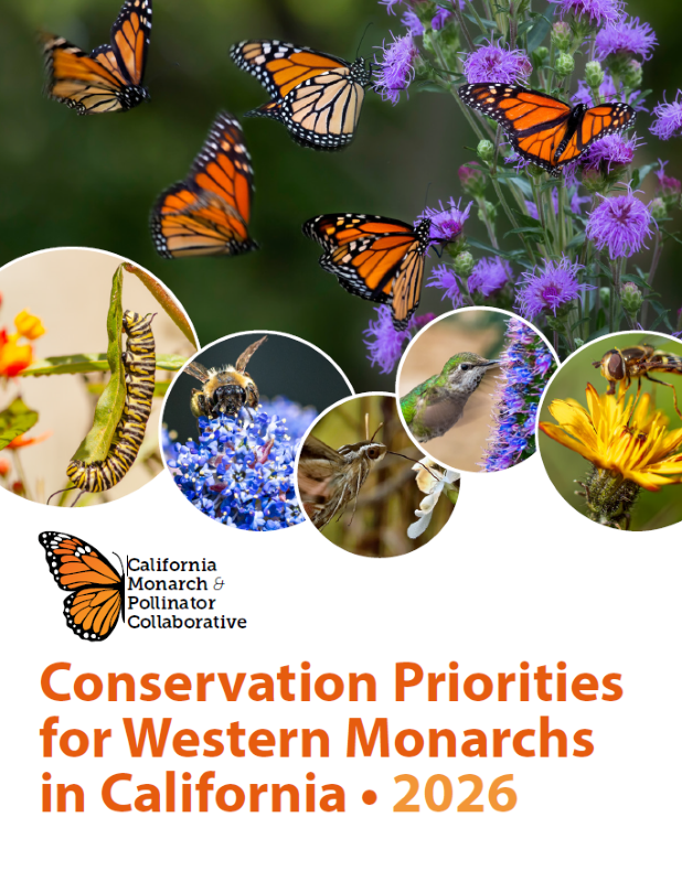 Interview with Fish & Wildlife Pollinator Coordinator Dr. Hillary Sardiñas on Monarch Butterfly Report