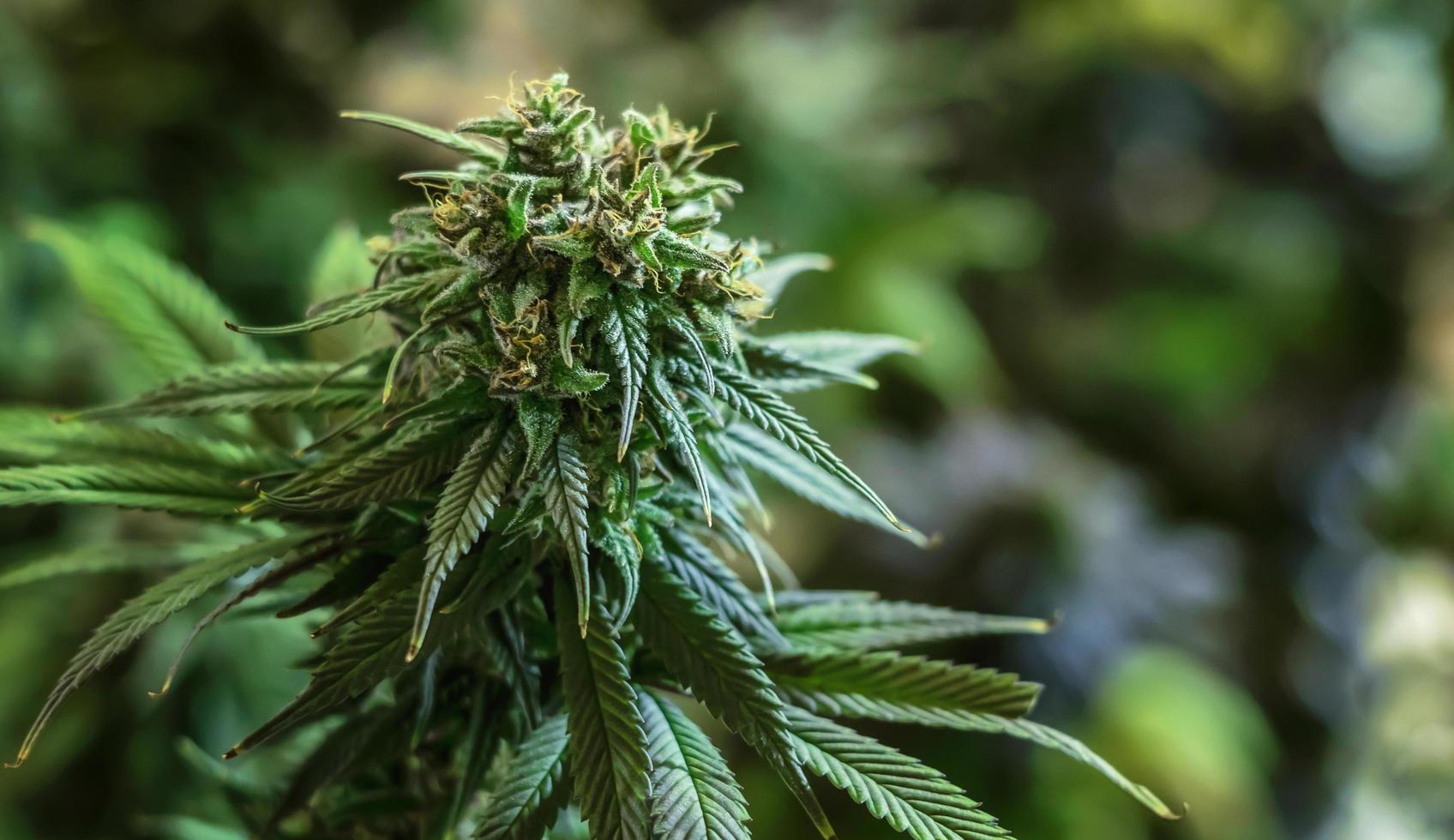 Three Marijuana Related Arrests In Garberville Raise Concerns For Local Cannabis Growers
