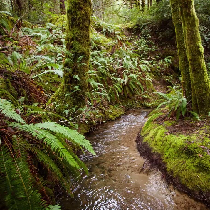 Sanctuary Forest Nears Completion of Multi-Million Dollar Community Forest Project