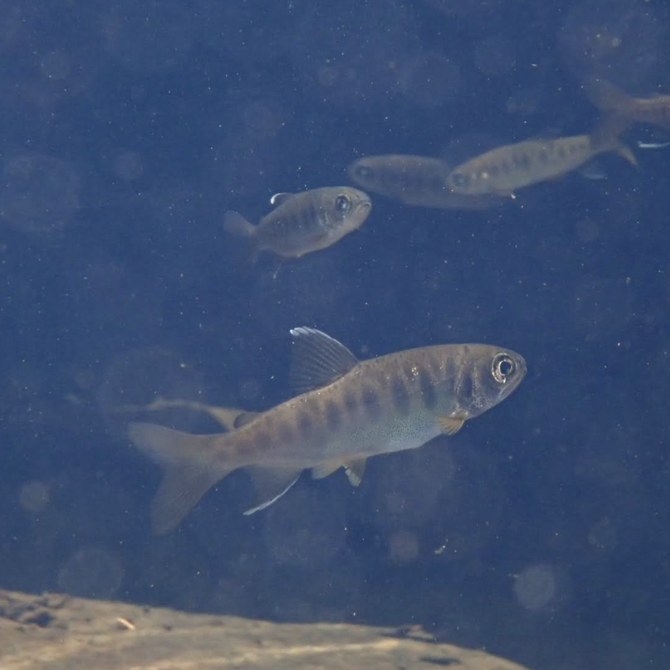 Interview On Friends of Dutch Charlie Creek Legal Action To Save Coho Habitat