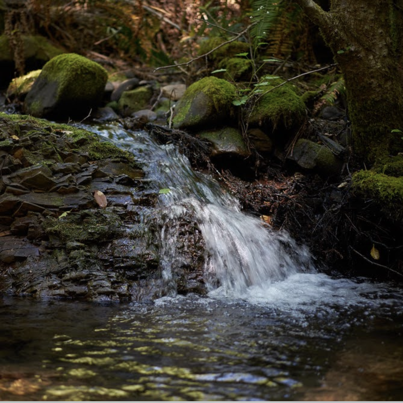 Logging Halted Near Mendocino's Dutch Charlie Creek