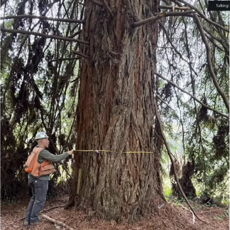 Humboldt Planning Commission Approves Eureka Area Large Tree Removals