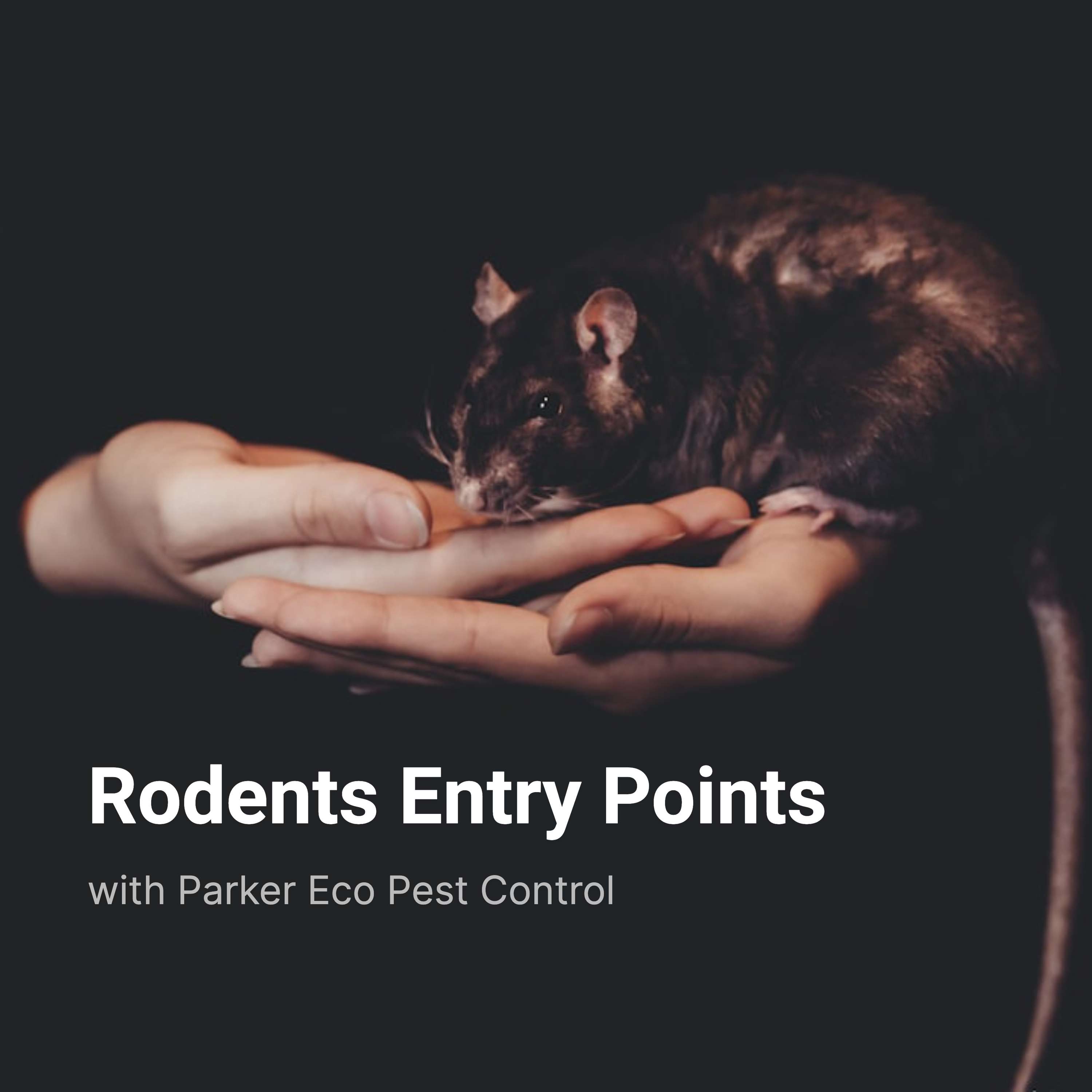 Rodents Entry Points