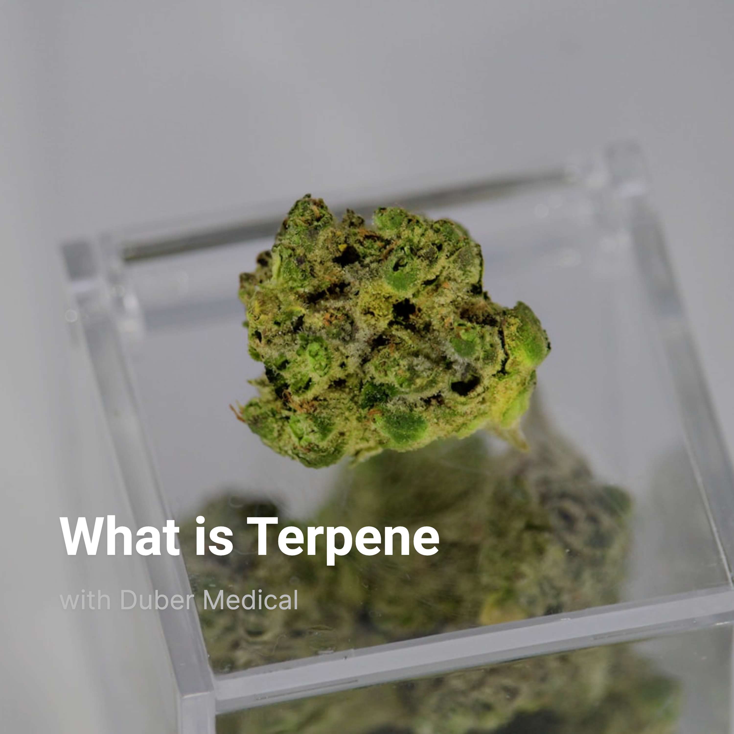 What is Terpene?