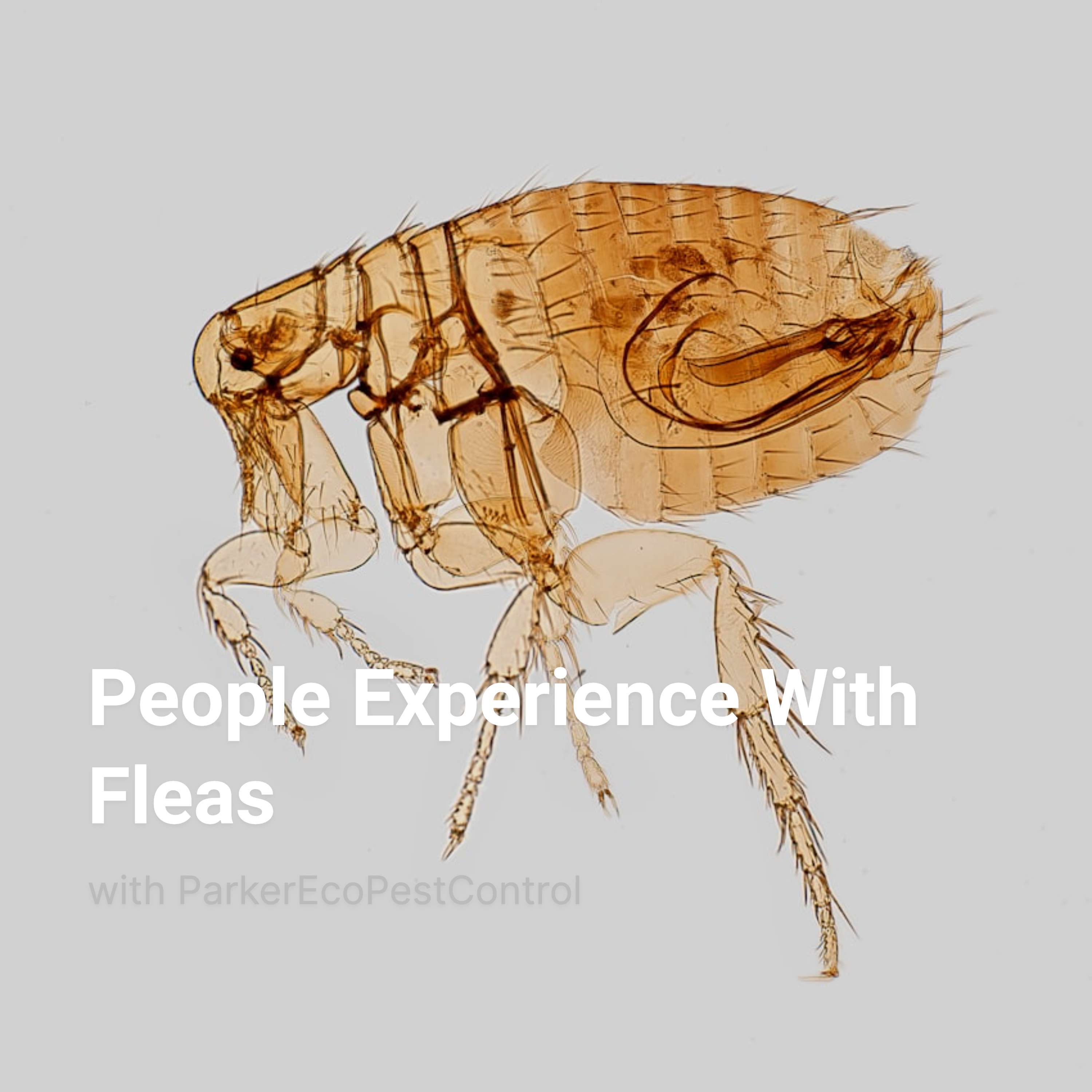 People Experience With Fleas