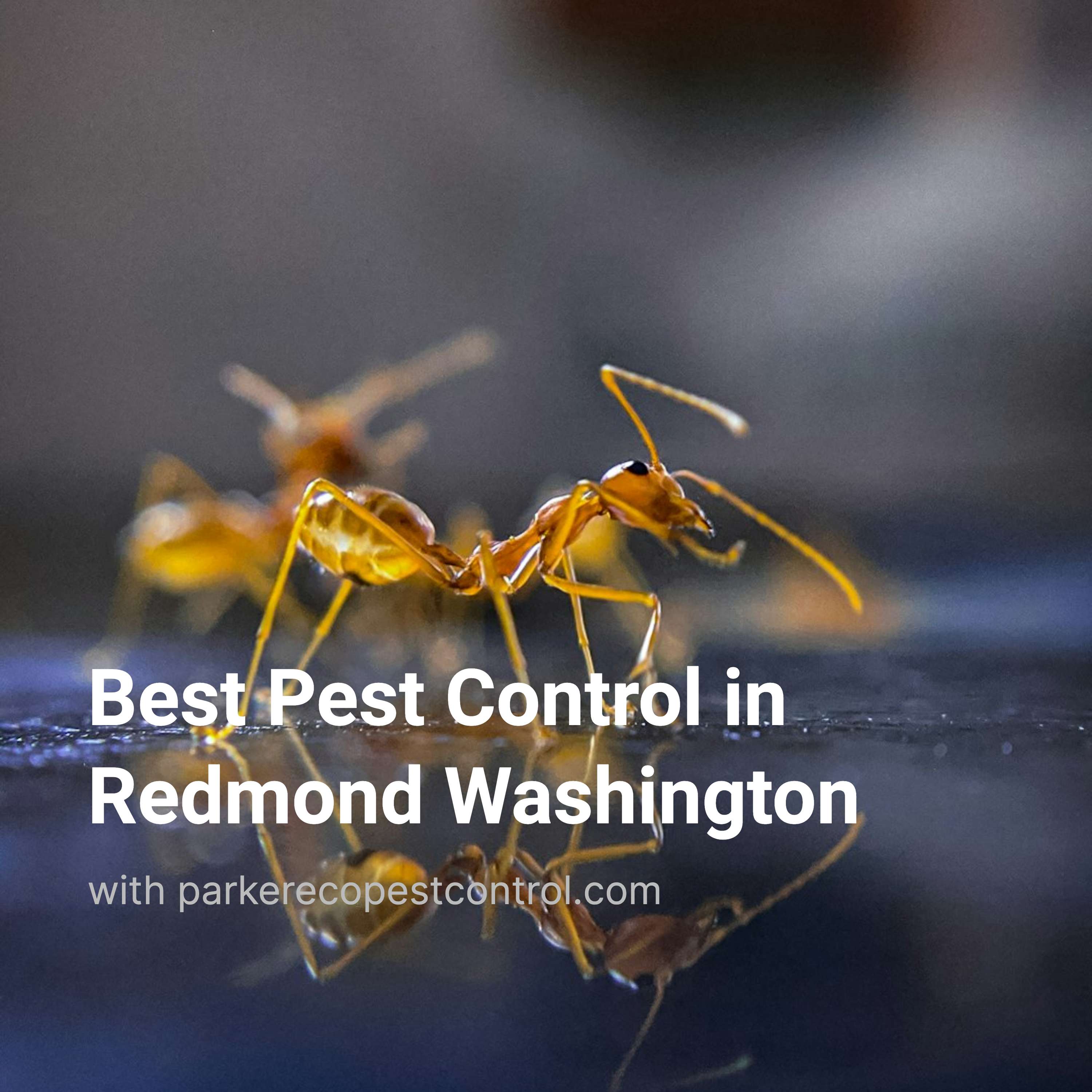 Best Pest Control in Redmond Washington