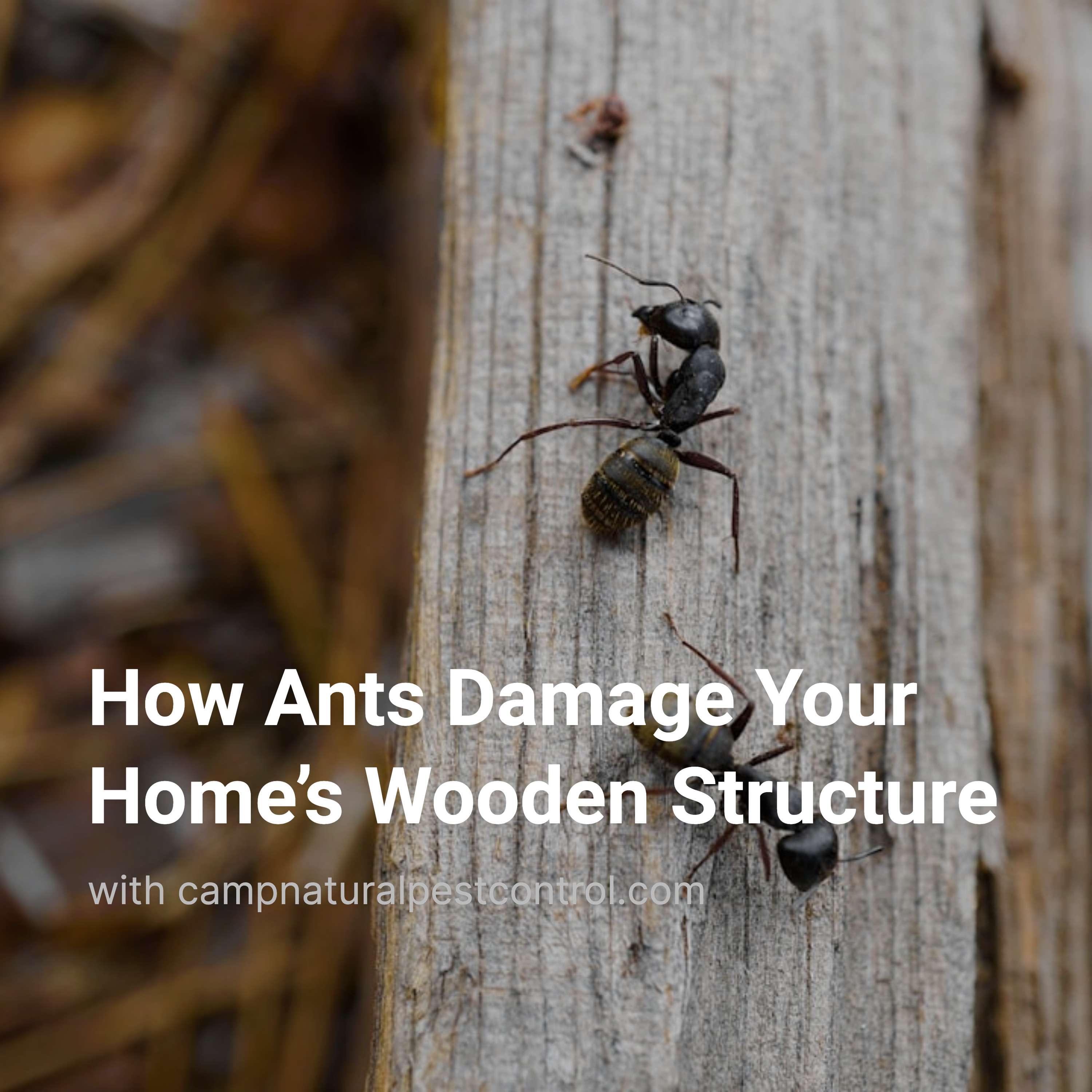 Ants can do a lot of damage to the wood support of houses