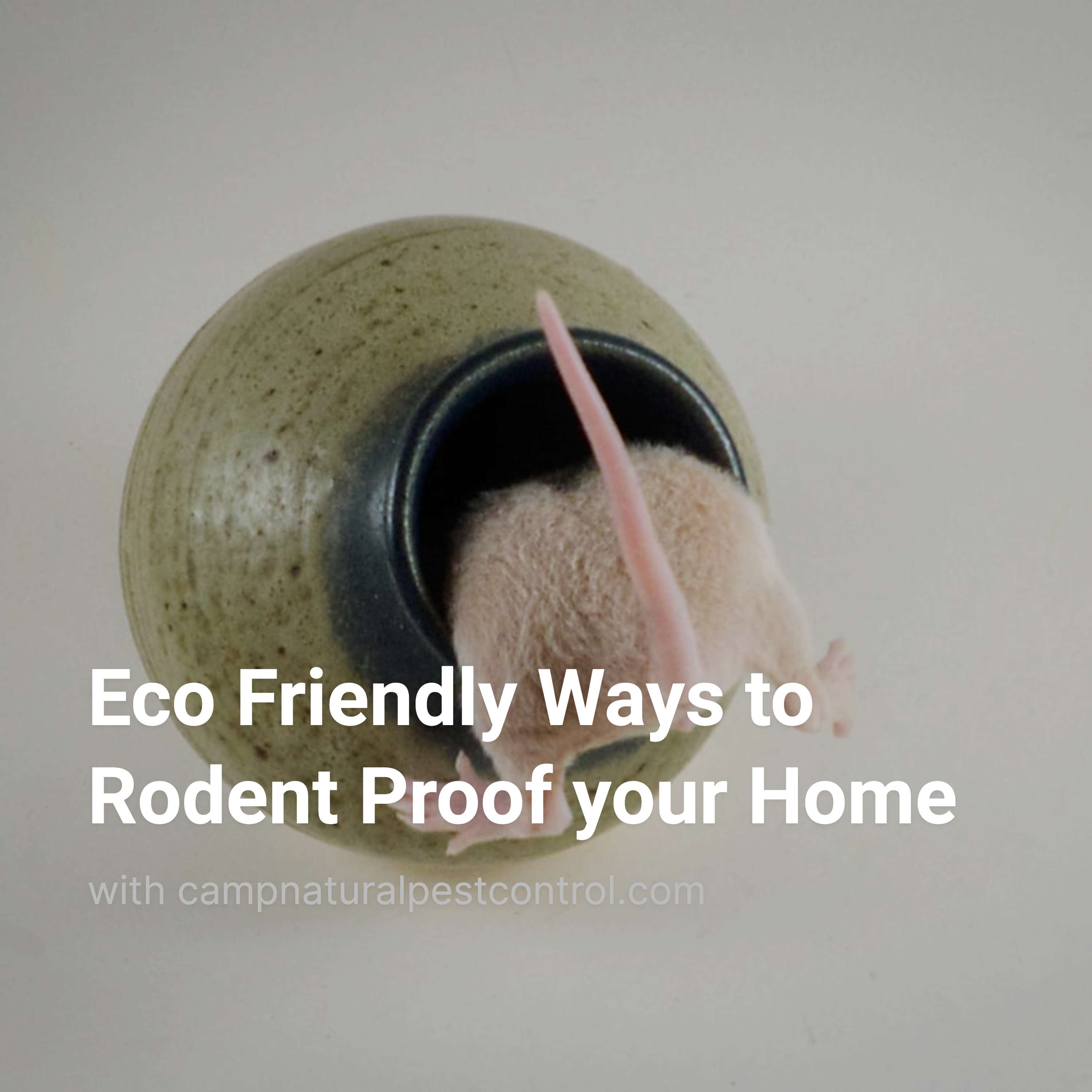 Eco Friendly Ways to Rodent Proof your Home in Portland