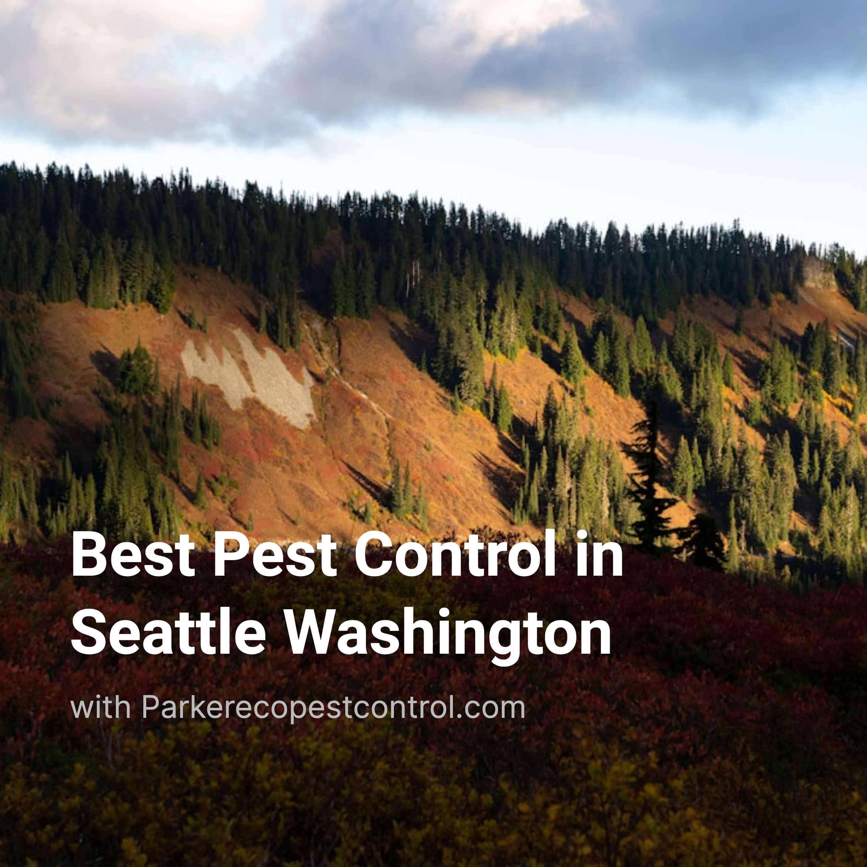 Best Pest Control in Seattle Washington