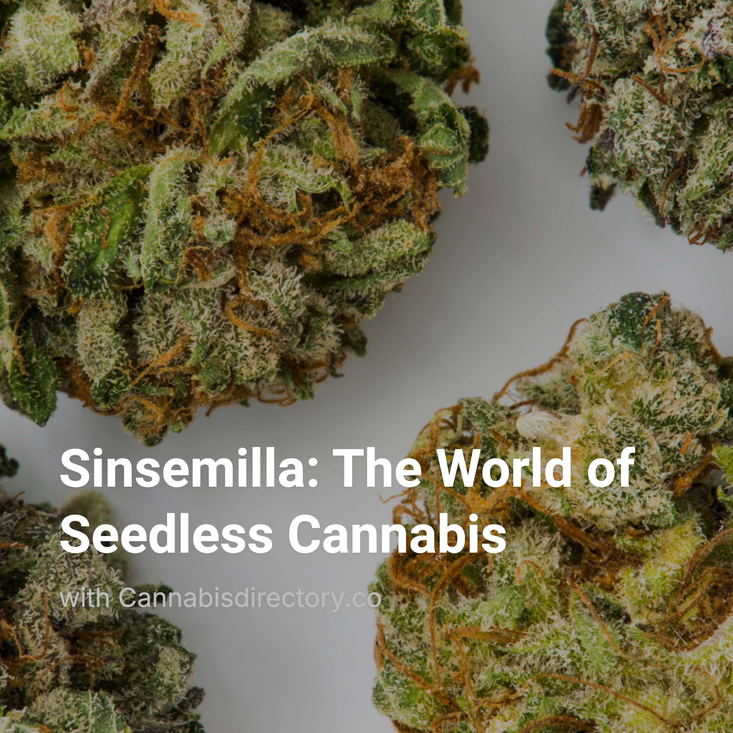 Sinsemilla The World of Seedless Cannabis