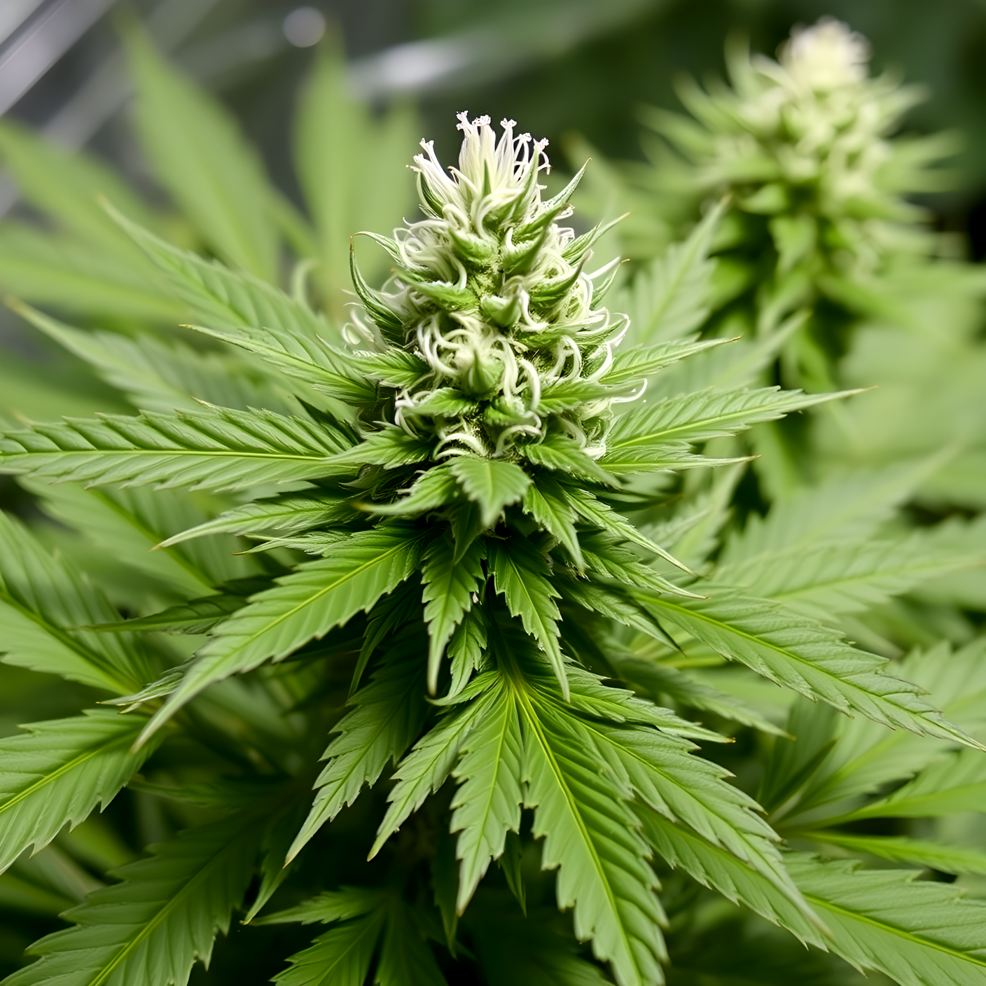 How to Grow Girl Scout Cookies Cannabis Strain for Maximum Yield