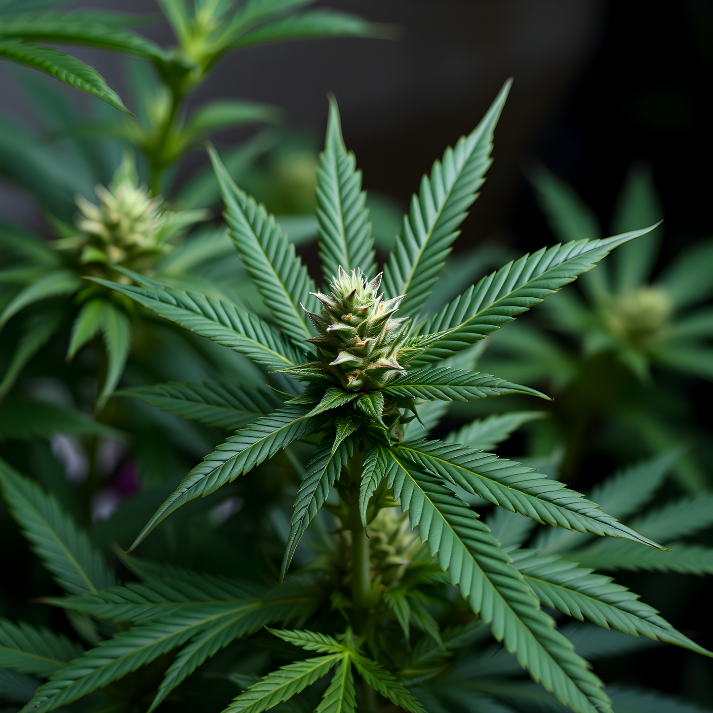 Medical Marijuana Helps Depression, Pain And Anxiety Patients While Reducing Prescription Drug Use, New Study Shows