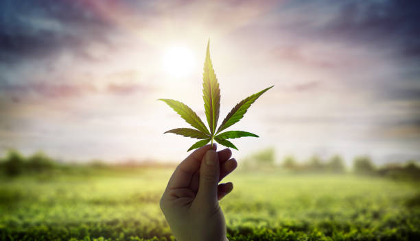 Connecticut Cannabis Dispensaries Hopeful With News of Drug Reclassification